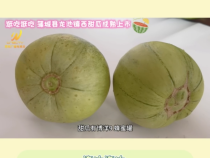 【蒲城西瓜 瓤瓤上口】逛吃逛吃 蒲城县龙池镇西甜瓜成熟上市
