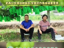 【我和天福樱花的故事第三季】澄城县韦庄镇东庄子村 东六祥：老两口旱塬地种葡萄 辛勤劳作换来硕果累累