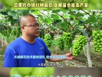 【我和天福樱花的故事第三季】大荔县两宜镇丰润村：瓜果代办转行种葡萄  自根苗也能高产量