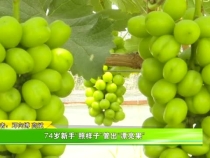 74岁新手“照样子”管出“漂亮果”