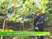【我和天福樱花的故事第三季】刘晓永：种果屡遭困 专业指导获成功