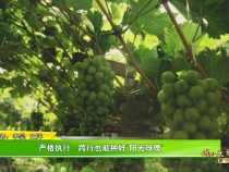 【我和天福樱花的故事第三季】严格执行   跨行也能种好“阳光玫瑰”