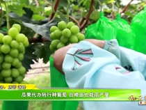 【我和天福樱花的故事第三季】瓜果代办转行种葡萄 自根苗也能高产量