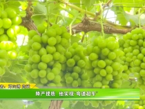 【我和天福樱花的故事第三季】降产提质  他实现“弯道超车”