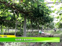 【我和天福樱花的故事第三季】我的园子是我村的NO.1