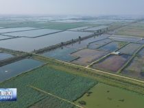 大荔：利用盐碱地搞水产养殖 绘就高质量发展新画卷