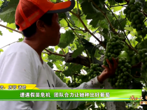 【我和天福樱花的故事第三季】遭遇假苗危机  团队合力让她种出好葡萄