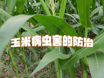 玉米病虫害的防治