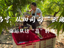 马宁：从田间向“云端”命运从这“荔”转弯