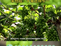 【我和天福樱花的故事第三季 】朱仓娃：干事还得专一