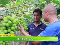 【我和天福樱花的故事第三季】跟对团队有“底气”