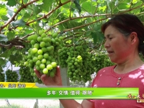 【我和天福樱花的故事第三季】多年“交情”值得“跟随”