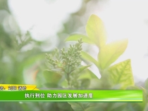 【我和天福樱花的故事第三季】执行到位 助力园区发展加速度