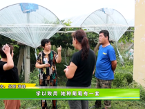 【我和天福樱花的故事第三季】学以致用 她种葡萄有一套