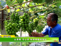 【我和天福樱花的故事第三季】认真教 专心学 标准种植收效好
