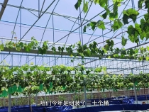 葡萄树下养鲈鱼你见过吗？