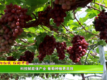 【合阳红提 红动中国】科技赋能强产业 葡萄种植更高效