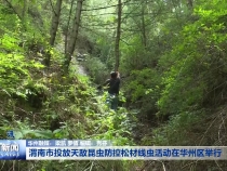 渭南市投放天敌昆虫防控松材线虫活动在华州区举行