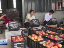 渭南：早熟苹果喜获丰收产销两旺