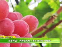 甜蜜来袭！妮娜皇后成了果农增收的“香饽饽”