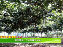 【临渭猕猴桃 塬生就是好】园区带动 产业发展有动能