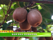 【临渭猕猴桃 塬生就是好】新品种 新技术 果农增收有保障