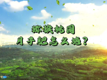 【渭南科普】猕猴桃园月子肥怎么施？
