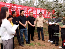 合陽:“蘋果法庭”守護(hù)群眾“致富果”