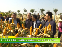 全市玉米增密度高产实收暨小麦宽幅沟播现场观摩会在蒲城召开