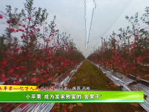 【白水苹果—亿万人民的口福】“小苹果”成为发家致富的“金果子”