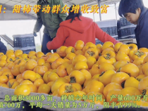 华阴：甜柿带动群众增收致富