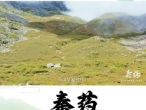 《秦药》 区域特色中草药——盘龙七