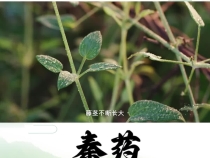《秦药》 区域特色中草药——茜草