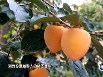 【秦果佬探果】富平柿饼 甜蜜中国