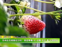 华州区瓜坡镇北沙村：新品草莓“火”出圈 开启“莓”好新时光