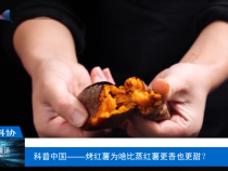 【渭南科普】科普中国——烤红薯为啥比蒸红薯更香也更甜？