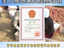 【渭南科技】富平：强化技术引领 全力推进果业提质增效