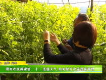 渭南农技微课堂（十）低温天气 如何做好设施蔬菜管理