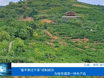 “富平君迁子茶”试制成功  为我市增添一特色产品