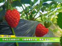 华州区瓜坡镇孔村：大棚草莓喜丰收  “莓满”幸福又一年