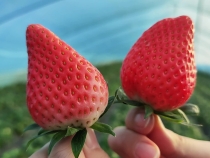 华州区瓜坡镇孔村草莓喜获丰收