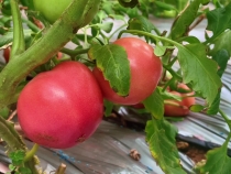 普罗旺斯西红柿大棚好“丰”景