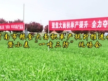 渭南市粮食大面积单产提升推进会暨小麦“一喷三防”现场会召开