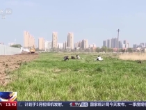 有人連吃一周薺菜嘔血住院？別讓嘗鮮變嘗“險”！