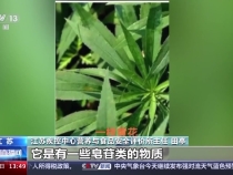 有人連吃一周薺菜嘔血住院？別讓嘗鮮變嘗“險”！ (1)