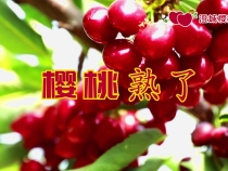 第五届中国·澄城樱桃营销季2024年陕西水果特色季暨澄城樱桃产业高质量发展大会5月20日盛大开启
