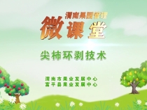 【渭南果園管理微課堂】尖柿環(huán)剝技術(shù)