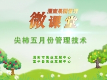 【渭南果園管理微課堂】尖柿五月份管理技術(shù)