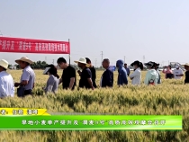 旱地小麥單產(chǎn)提升及“渭麥9號(hào)”高質(zhì)高效觀摩會(huì)召開
