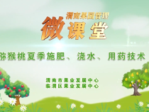 【渭南果園管理微課堂】獼猴桃夏季施肥、澆水、用藥技術(shù)